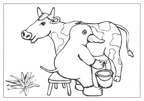 Sauerli melkt eine Kuh