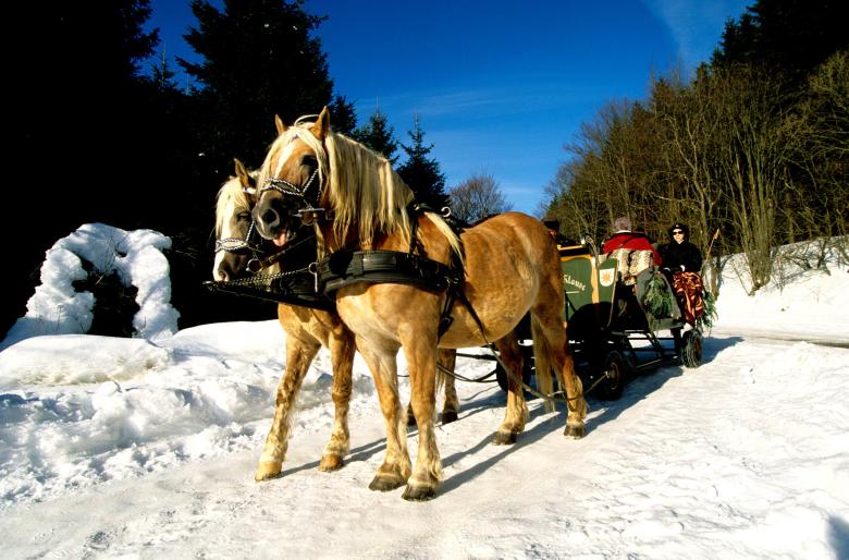 Winterliche Pferdeschlittenfahrt im Sauerland.